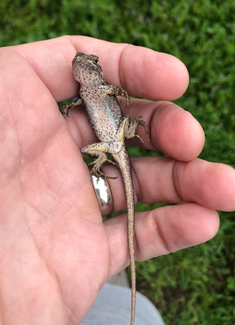 Baby Lizards May Appear In Early Summer Baby Lizards May Appear In Early Summer