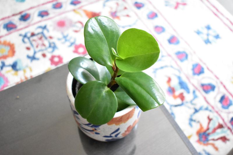 Baby Rubber Plant Baby Rubber Plant