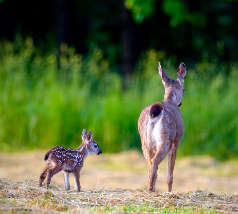 Back Away So The Doe Can Return