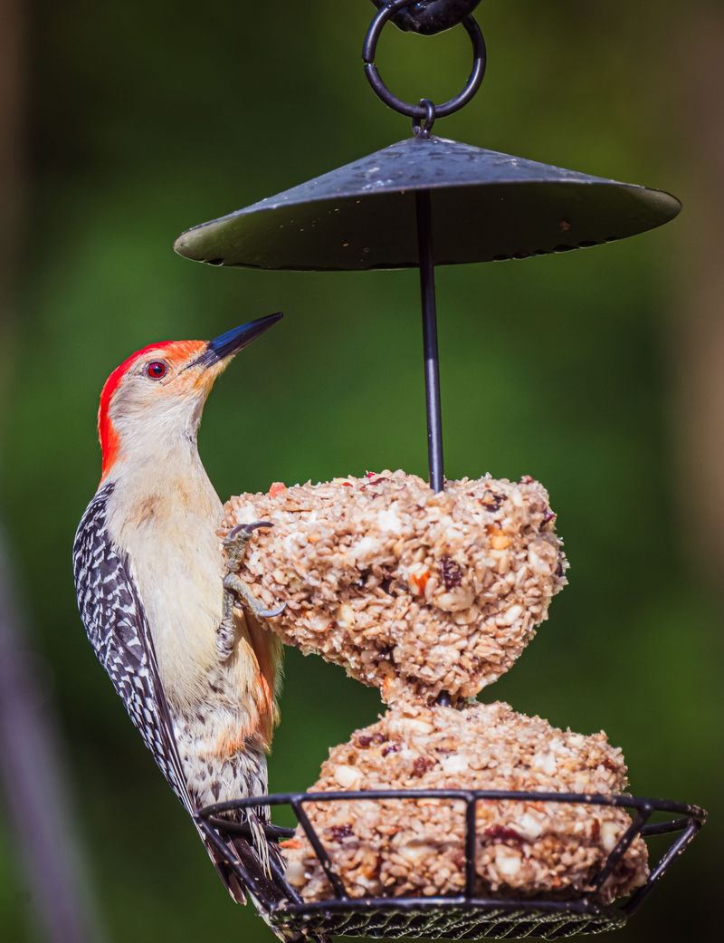 Backyard Feeders Are a Major Draw for This Bird