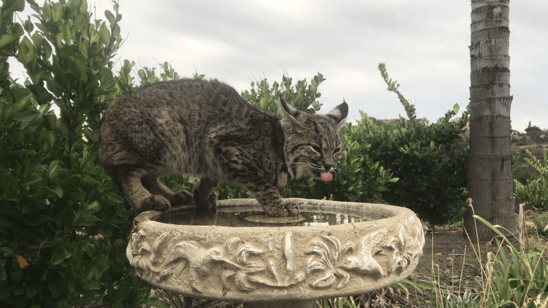 Backyard Water Draws More Bobcats Backyard Water Draws More Bobcats