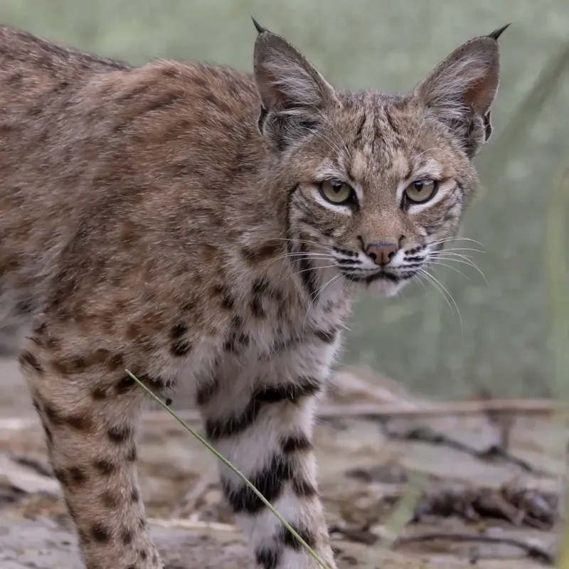 Backyards Near Open Space See More Bobcats Backyards Near Open Space See More Bobcats