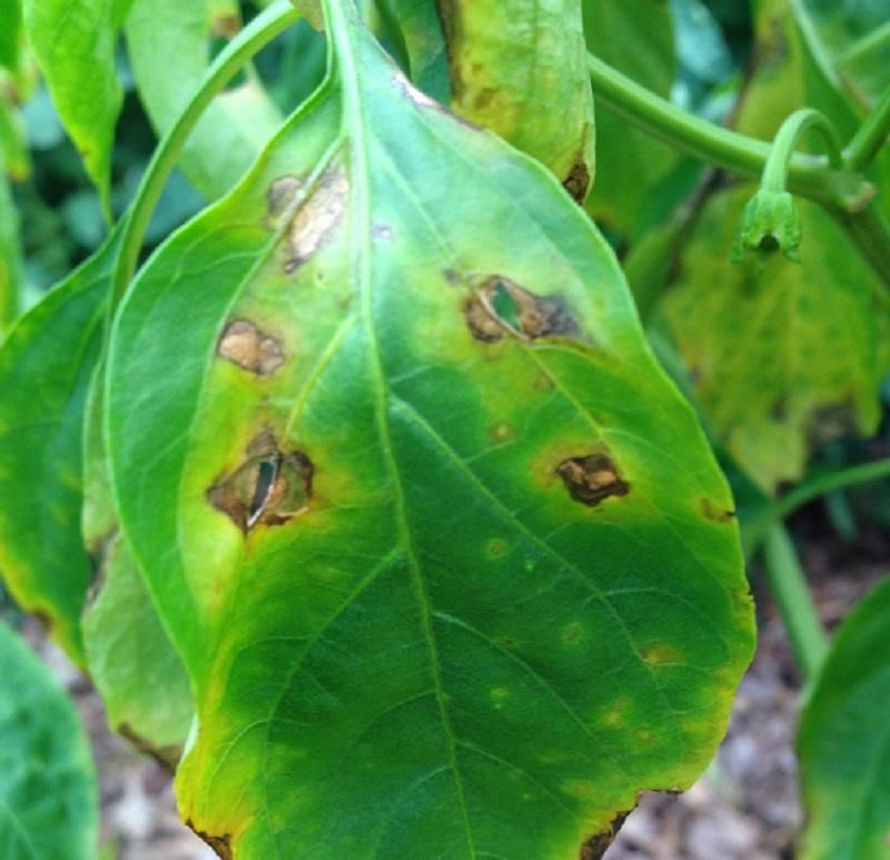 Bacterial Leaf Spot May Be Spreading In Wet Weather Bacterial Leaf Spot May Be Spreading In Wet Weather