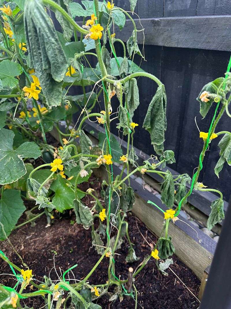 Bacterial Wilt Is A Growing Concern In New Jersey Gardens Bacterial Wilt Is A Growing Concern In New Jersey Gardens