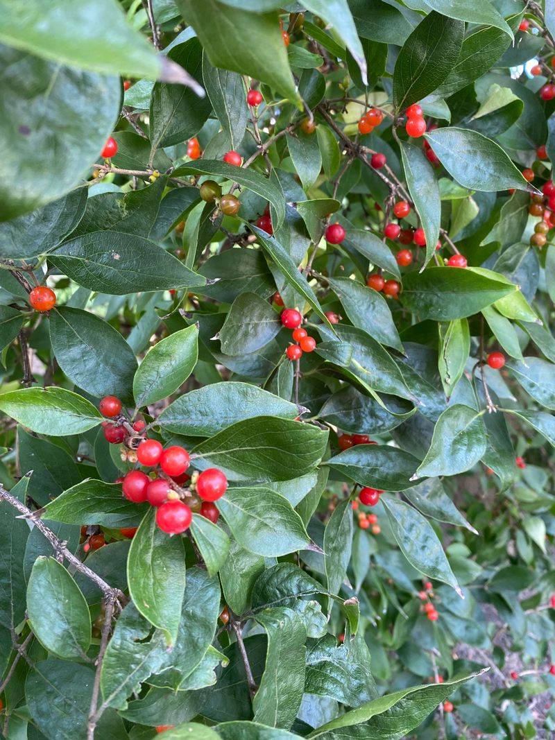 Bad Pruning Removes Buds