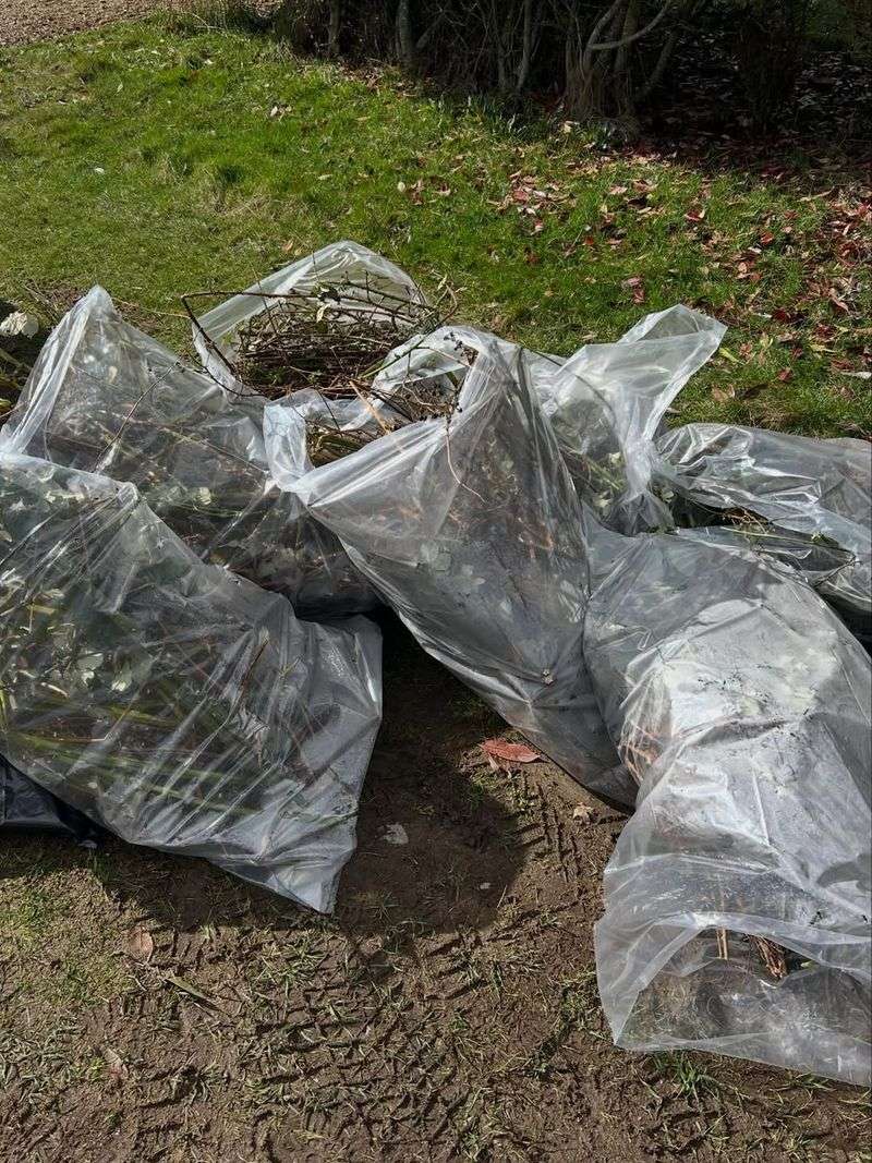 Bag Canes Before They Root Or Tangle Bag Canes Before They Root Or Tangle