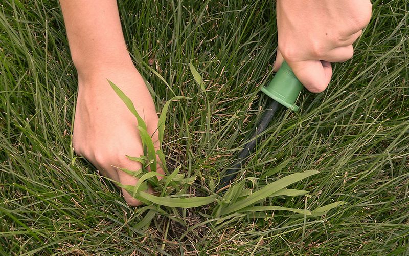 Bag Clippings Where Crabgrass Has Gone To Seed Bag Clippings Where Crabgrass Has Gone To Seed