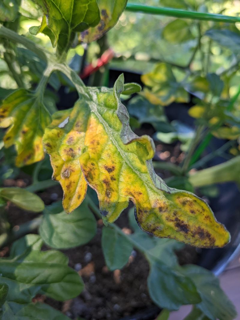 Bag Diseased Foliage Instead Of Dropping It Nearby Bag Diseased Foliage Instead Of Dropping It Nearby