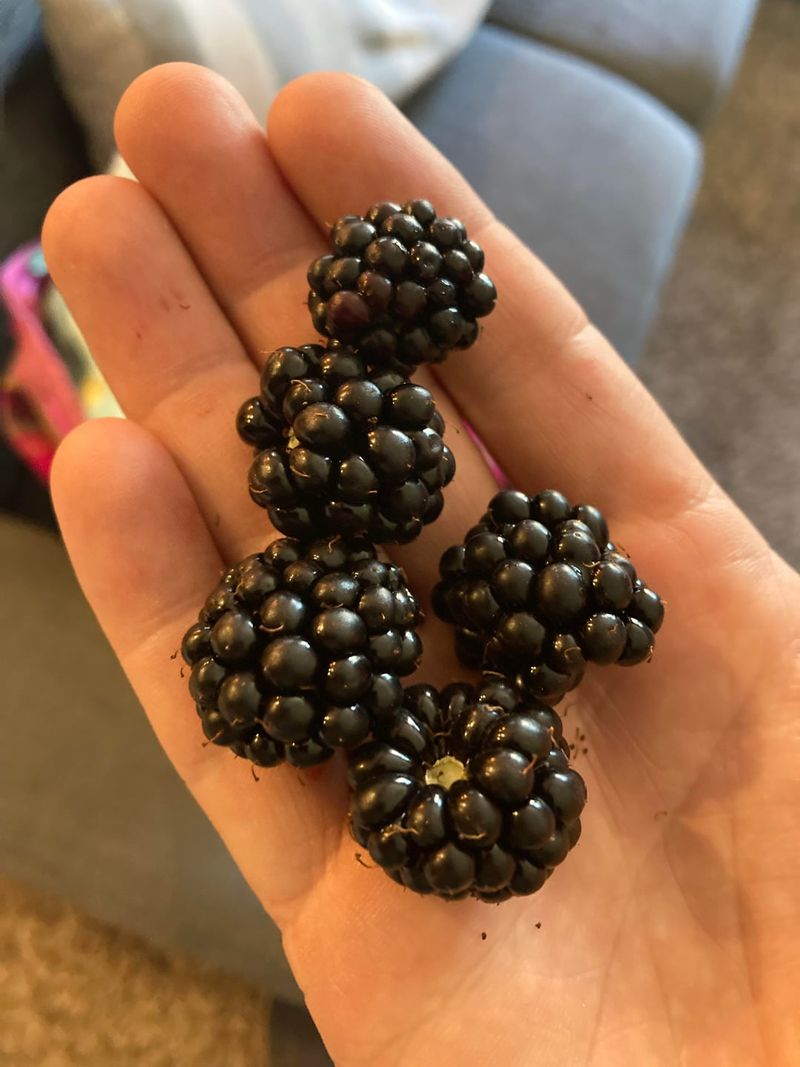 Bag Ripe Fruit Instead Of Composting It
