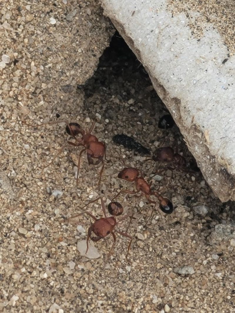 Bait Works Because Ants Carry It Back