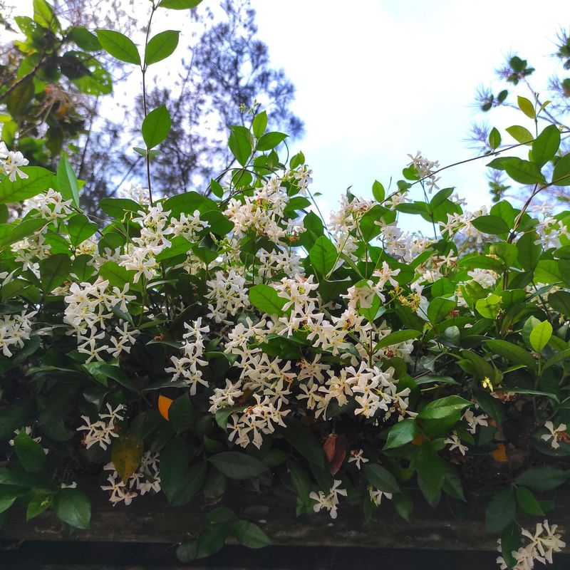 Balance Fragrance With Native Habitat Goals