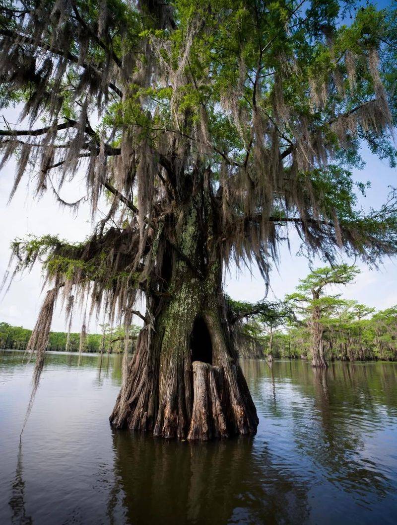 Bald Cypress Bald Cypress