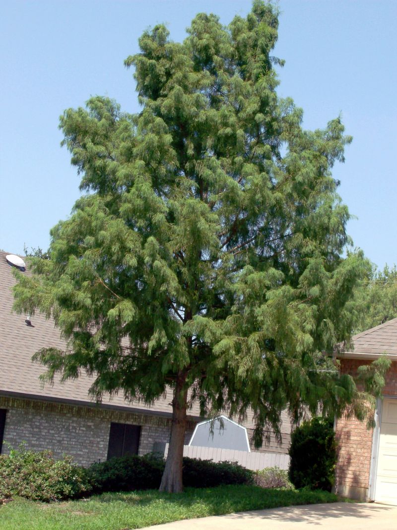 Bald Cypress For Wet Soils And Storm Resilience Bald Cypress For Wet Soils And Storm Resilience