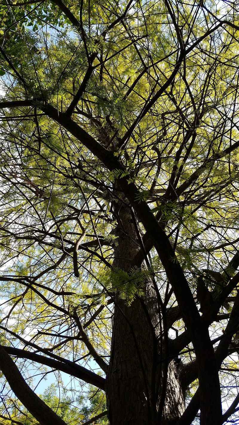 Bald Cypress Handles Wet Clay With Ease