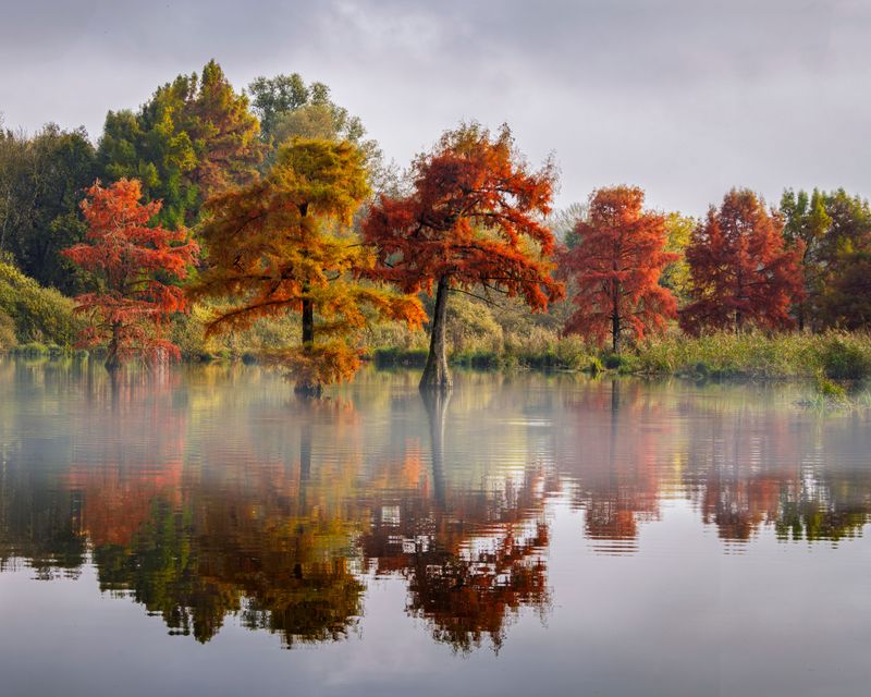 Bald Cypress (Taxodium Distichum) Bald Cypress (Taxodium Distichum)