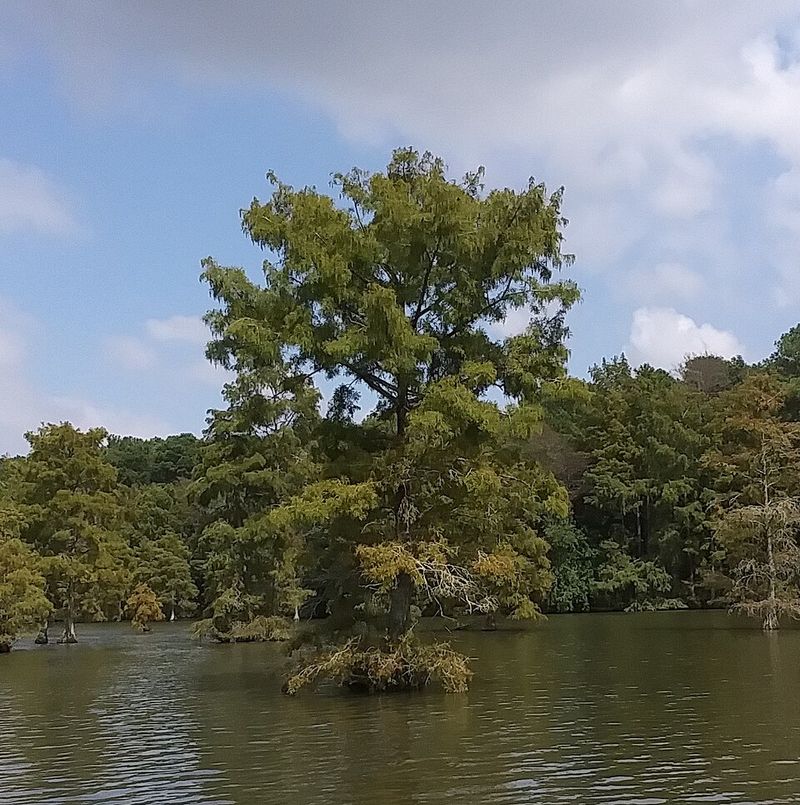 Bald Cypress