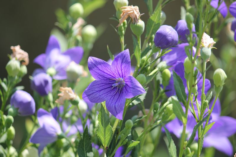 Balloon Flower (Platycodon)