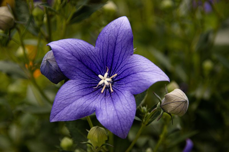 Balloon Flower