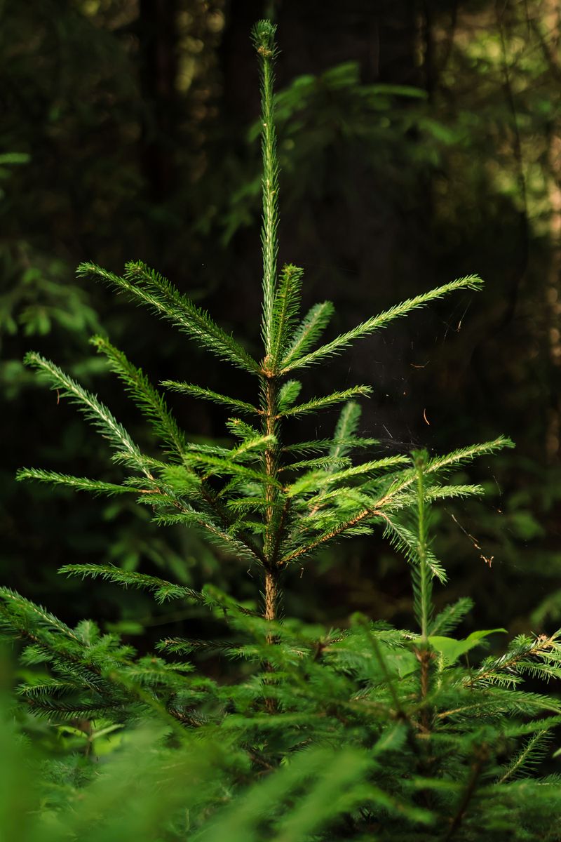 Balsam Fir (Abies Balsamea) Balsam Fir (Abies Balsamea)