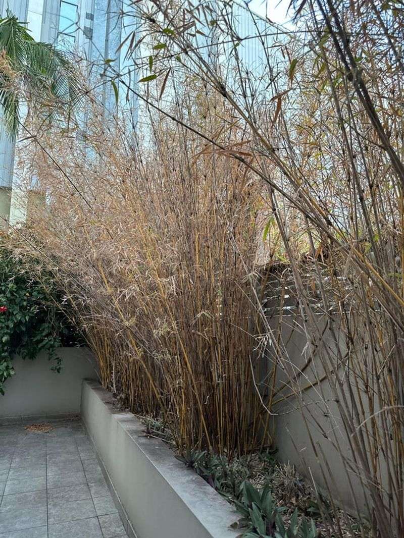 Bamboo Creates Dense, Dry Fuel