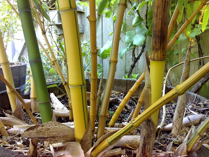 Bamboo Disputes Are Landing In Virginia Courts Bamboo Disputes Are Landing In Virginia Courts