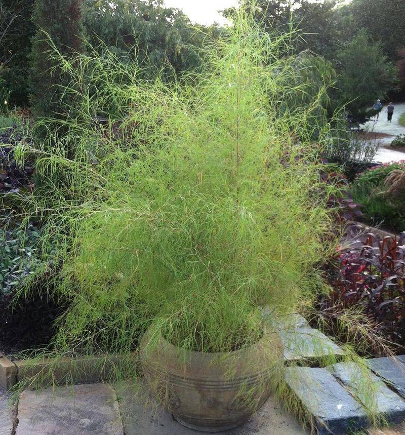 Bamboo Muhly Adds Soft Texture Around Patios Bamboo Muhly Adds Soft Texture Around Patios