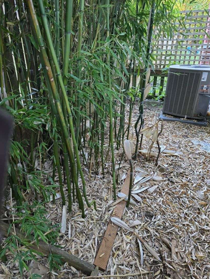Bamboo Bamboo