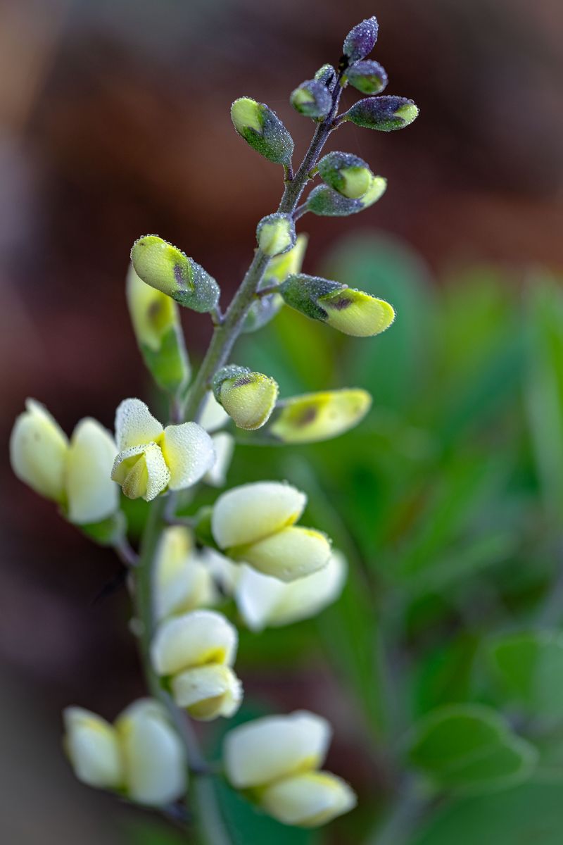 Baptisia Baptisia