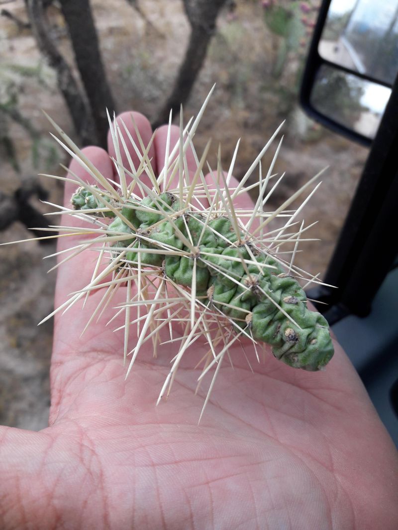 Barbed Spines Can Attach Easily To Skin And Clothing
