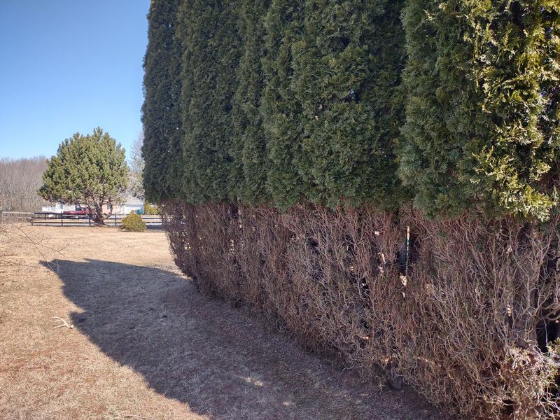 Bare Arborvitae Branches May Never Fill Back In