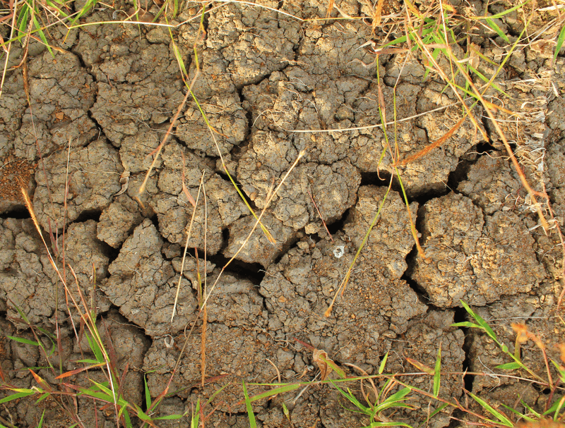 Bare Clay Soil Loses Moisture Faster In Summer