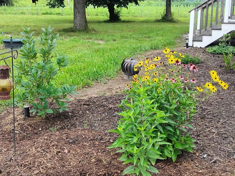 Bare Soil Gives It Room To Spread Faster Bare Soil Gives It Room To Spread Faster