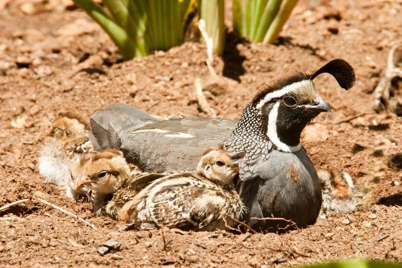 Bare Soil Gives Them Room To Dust Bathe