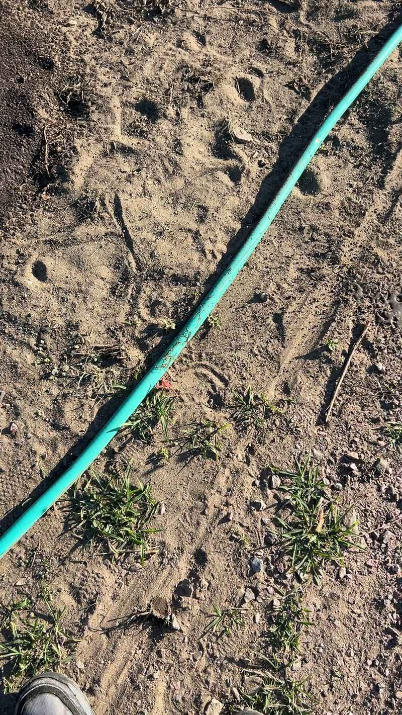 Bare Soil Heats Up Faster In Summer Bare Soil Heats Up Faster In Summer