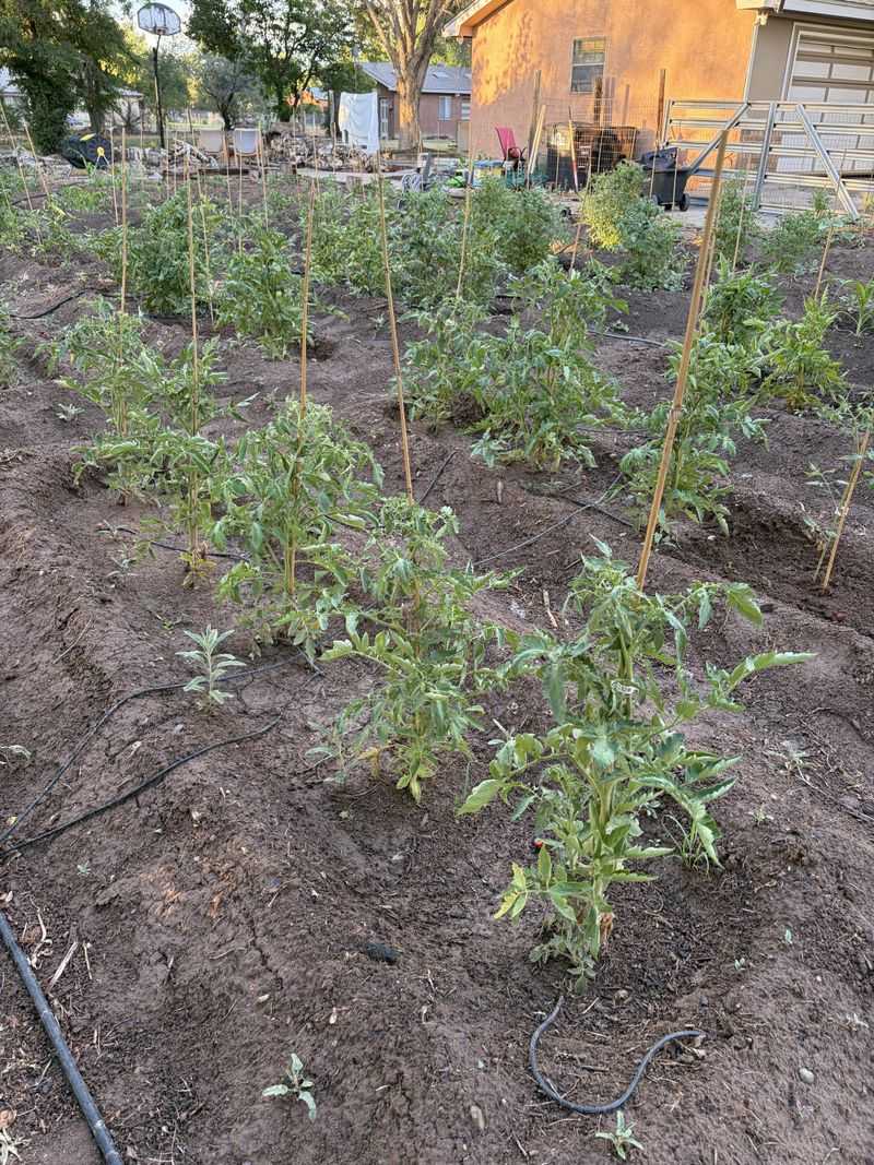 Bare Soil Is Allowing Valuable Particles To Wash Away Bare Soil Is Allowing Valuable Particles To Wash Away