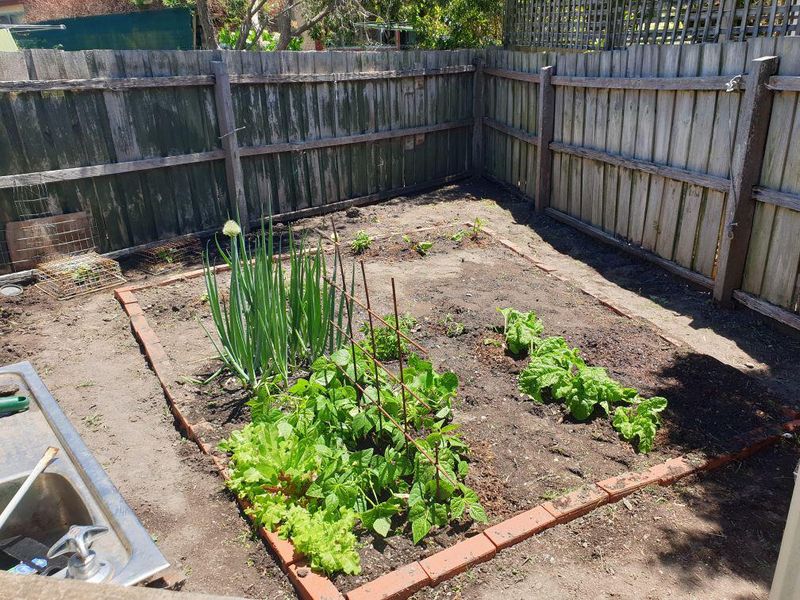Bare Soil Lets Roots Overheat