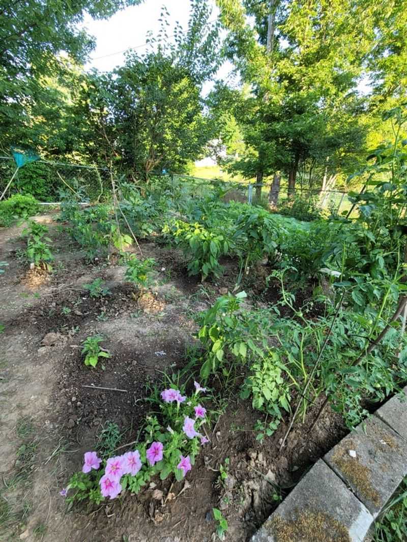 Bare Soil Loses Moisture Quickly Bare Soil Loses Moisture Quickly