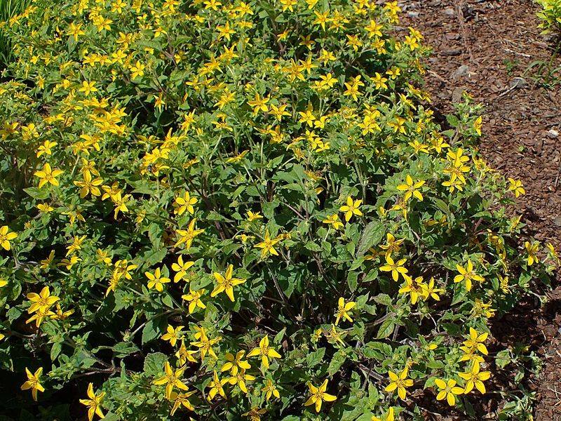 Bare Soil Under Shrubs Invites Weeds In The First Place