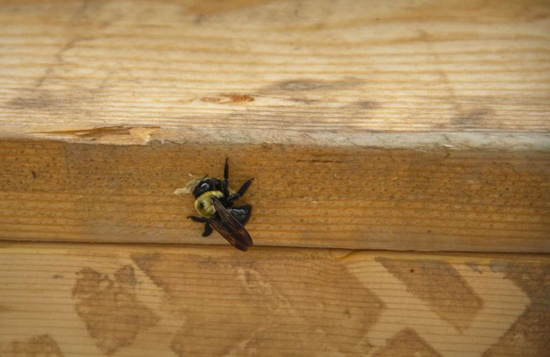 Bare Untreated Wood Attracts Carpenter Bees