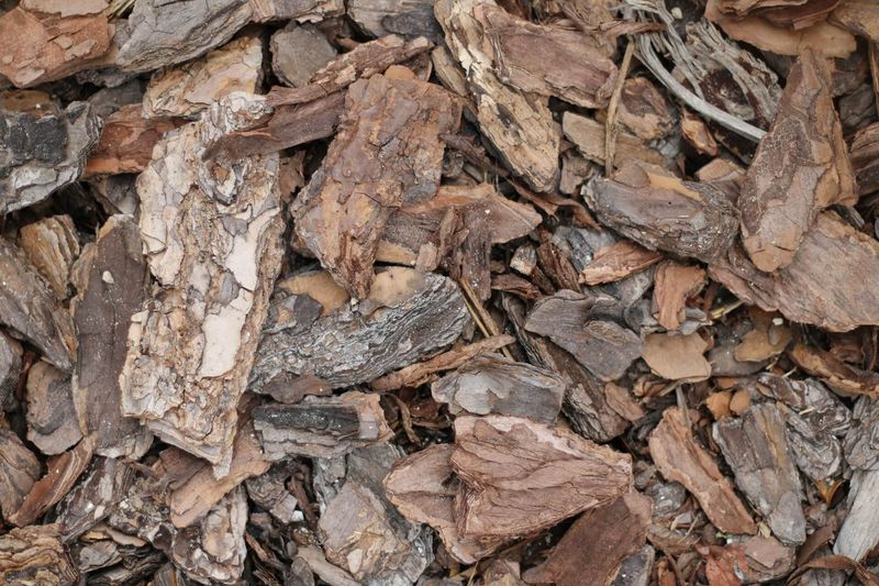 Bark Nuggets Can Trap Damp Debris Underneath Bark Nuggets Can Trap Damp Debris Underneath