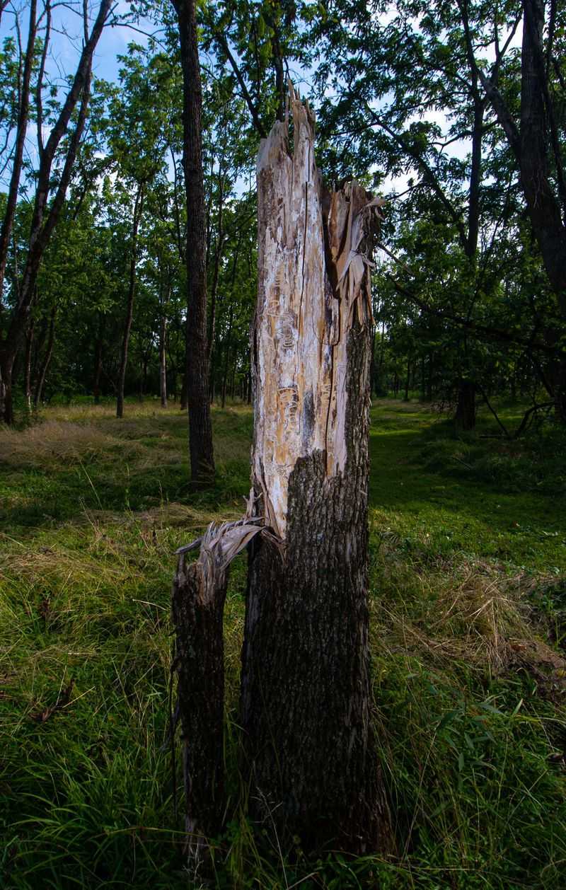 Bark Splits And Woodpecker Activity Offer More Clues Bark Splits And Woodpecker Activity Offer More Clues