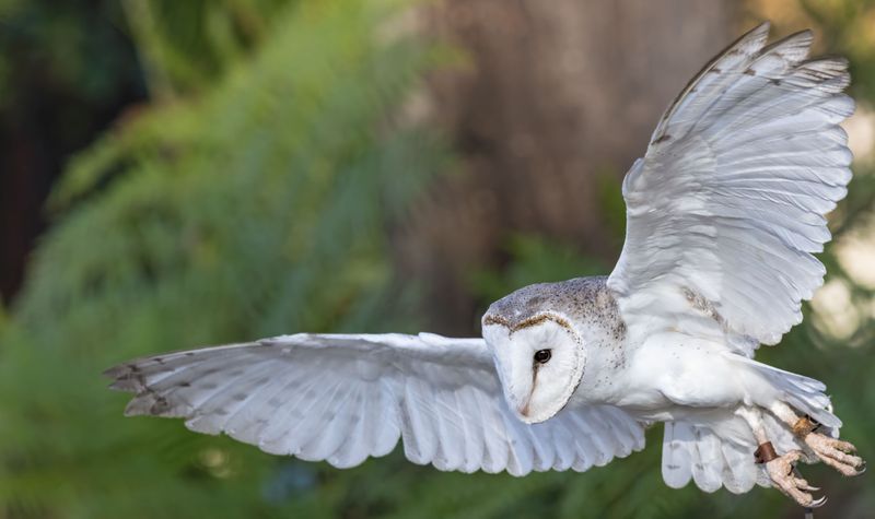 Barn Owls Provide Natural Rodent Control For Texas Yards