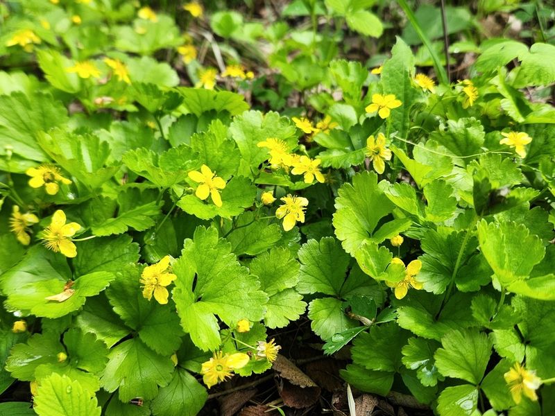 Barren Strawberry (Geum fragarioides)