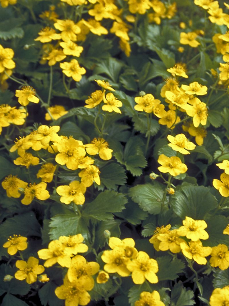 Barren Strawberry Spreads Without Heavy Watering Barren Strawberry Spreads Without Heavy Watering