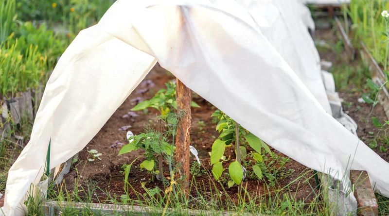 Barriers Help Young Pepper Plants Most Barriers Help Young Pepper Plants Most