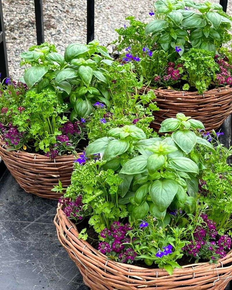 Basil And Parsley Keep Each Other Fed And Watered Basil And Parsley Keep Each Other Fed And Watered