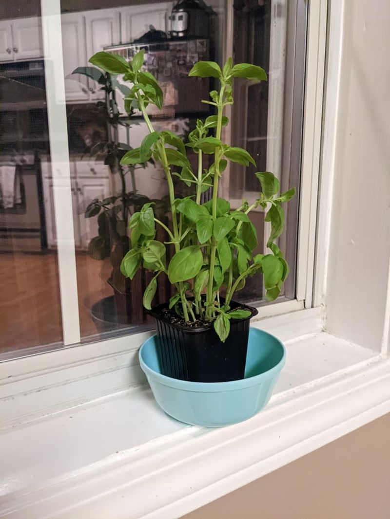 Basil Still Belongs In July Gardens Basil Still Belongs In July Gardens