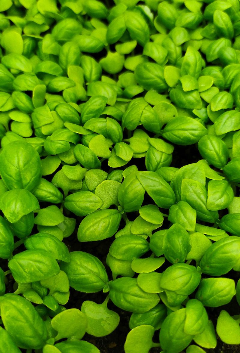 Basil ('Treviso') Basil ('Treviso')