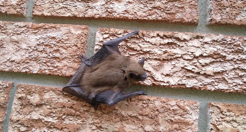 Bat Support Comes With Clear Safety Rules Bat Support Comes With Clear Safety Rules