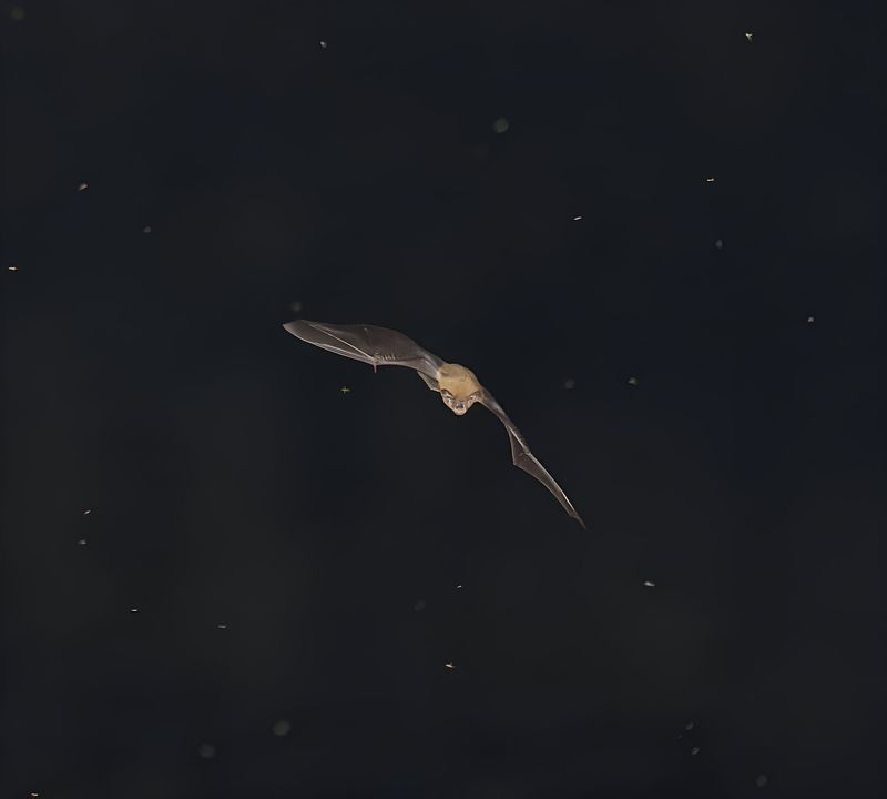 Bats Appear At Dusk To Feed On Insects